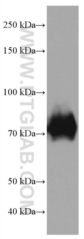 Western Blot (WB) analysis of K-562 cells using TCF3 Monoclonal antibody (67140-1-Ig)