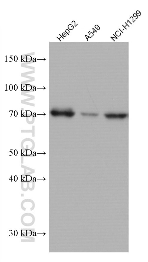 Western Blot (WB) analysis of various lysates using TCF3 Monoclonal antibody (67140-1-Ig)