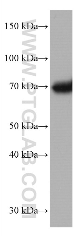 Western Blot (WB) analysis of PC-3 cells using TCF3 Monoclonal antibody (67140-1-Ig)