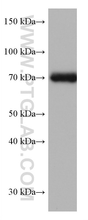 Western Blot (WB) analysis of Jurkat cells using TCF3 Monoclonal antibody (67140-1-Ig)