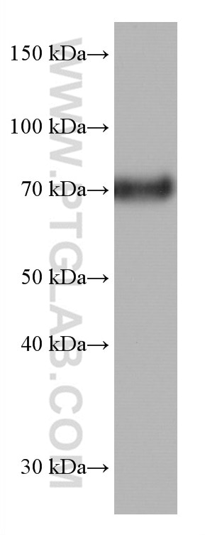 Western Blot (WB) analysis of K-562 cells using TCF3 Monoclonal antibody (67140-1-Ig)