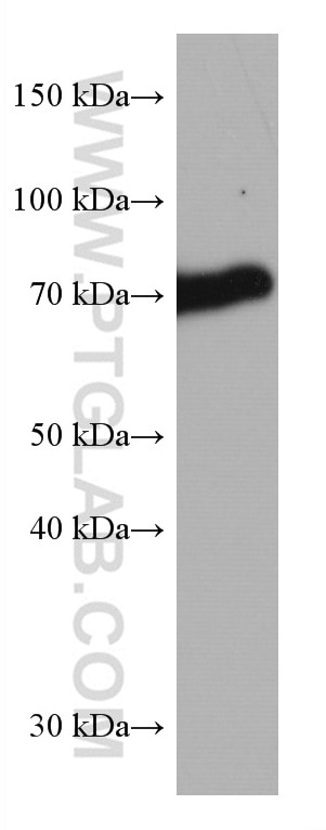 Western Blot (WB) analysis of THP-1 cells using TCF3 Monoclonal antibody (67140-1-Ig)