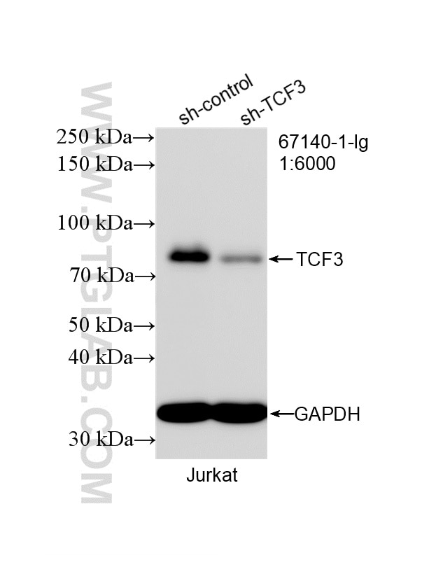 Western Blot (WB) analysis of Jurkat cells using TCF3 Monoclonal antibody (67140-1-Ig)