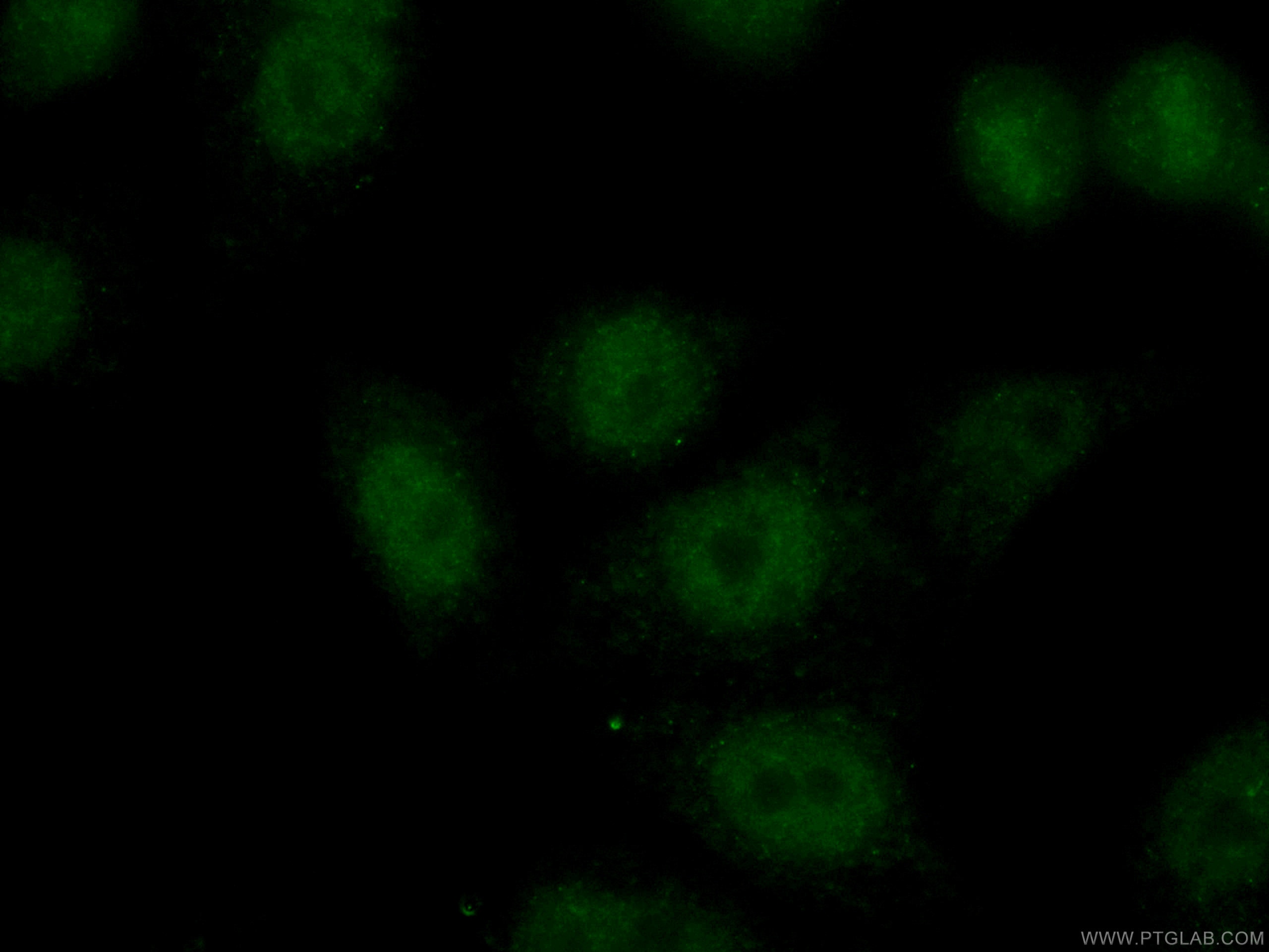 Immunofluorescence (IF) / fluorescent staining of HepG2 cells using CoraLite® Plus 488-conjugated TCF3 Monoclonal anti (CL488-67140)