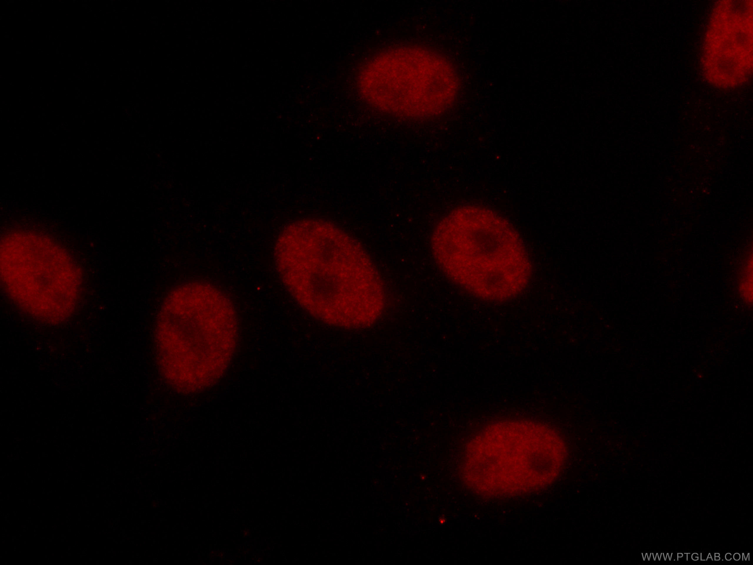 Immunofluorescence (IF) / fluorescent staining of HepG2 cells using CoraLite®594-conjugated TCF3 Monoclonal antibody (CL594-67140)