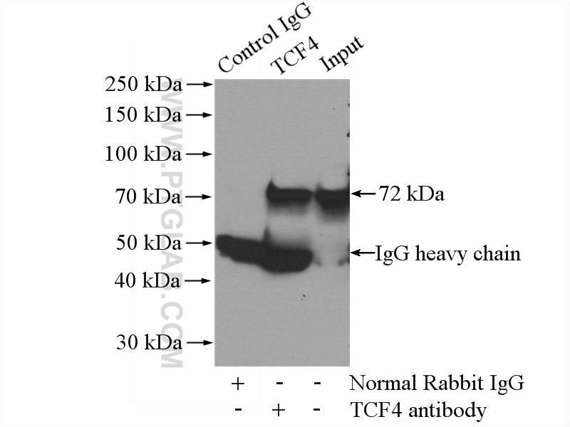 Immunoprecipitation (IP) experiment of mouse lung tissue using TCF4 Polyclonal antibody (22337-1-AP)