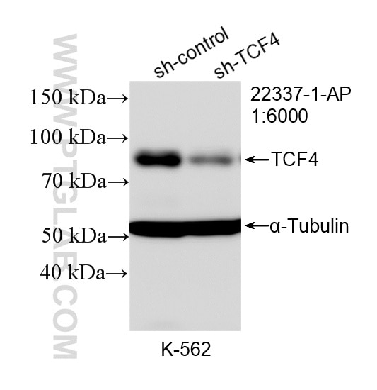 Western Blot (WB) analysis of K-562 cells using TCF4 Polyclonal antibody (22337-1-AP)