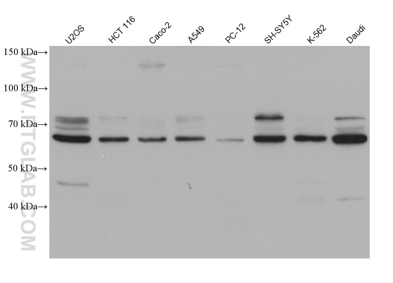 Western Blot (WB) analysis of various lysates using TCF4 Monoclonal antibody (68607-1-Ig)