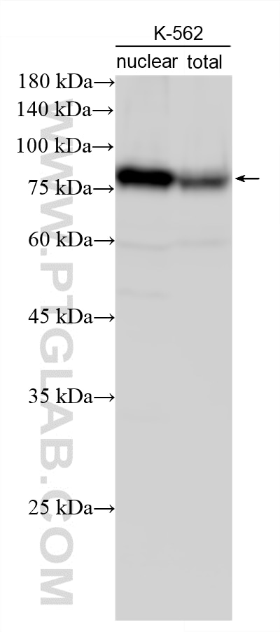 WB analysis using 87884-1-RR Western Blot (WB) analysis of various lysates using TCF4 Recombinant monoclonal antibody (87884-1-RR)