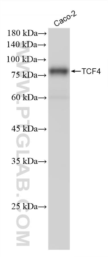 WB analysis of Caco-2 using 87884-1-RR Western Blot (WB) analysis of Caco-2 cells using TCF4 Recombinant monoclonal antibody (87884-1-RR)
