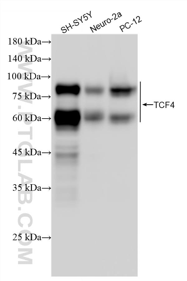 WB analysis using 87884-1-RR Western Blot (WB) analysis of various lysates using TCF4 Recombinant monoclonal antibody (87884-1-RR)