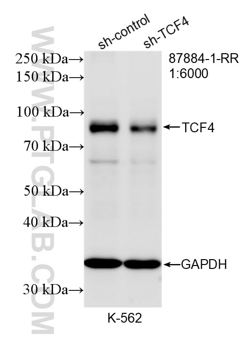 WB analysis of K-562 using 87884-1-RR Western Blot (WB) analysis of K-562 cells using TCF4 Recombinant monoclonal antibody (87884-1-RR)