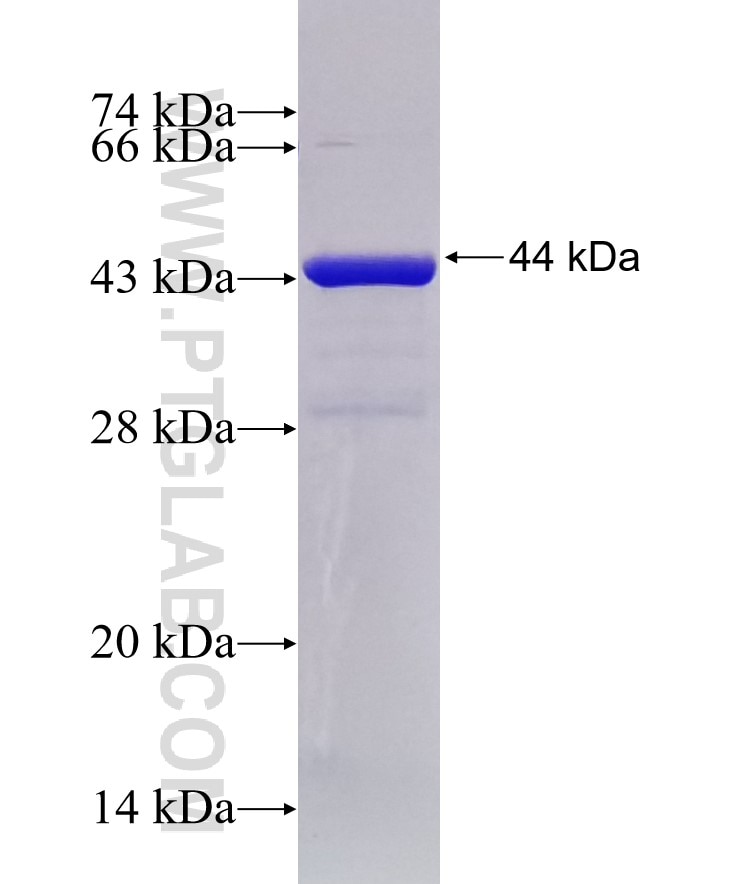 TCF4 fusion protein Ag17813 SDS-PAGE