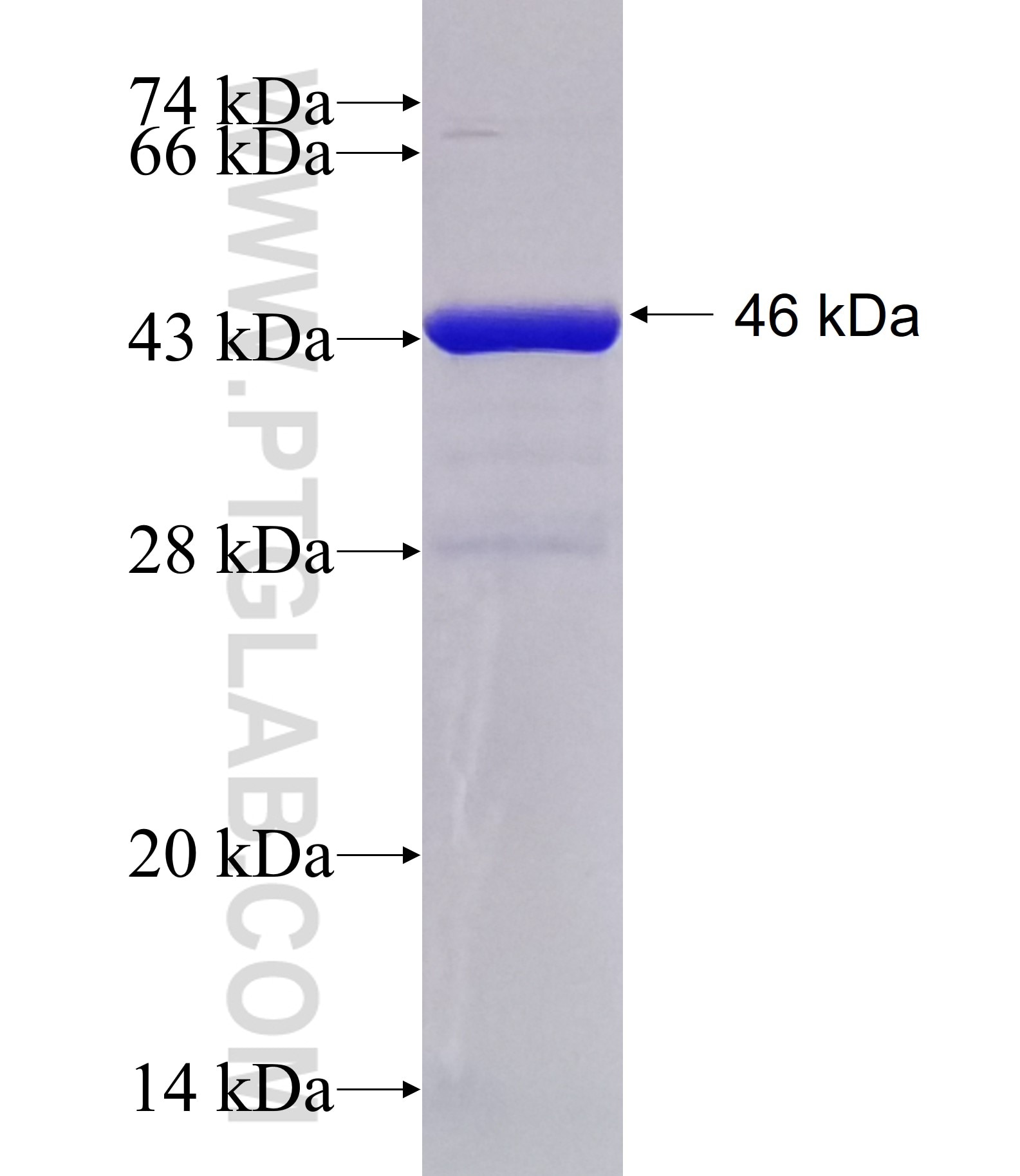 TCF4 fusion protein Ag17813 SDS-PAGE