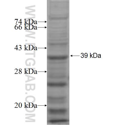 TCF4 fusion protein Ag5672 SDS-PAGE