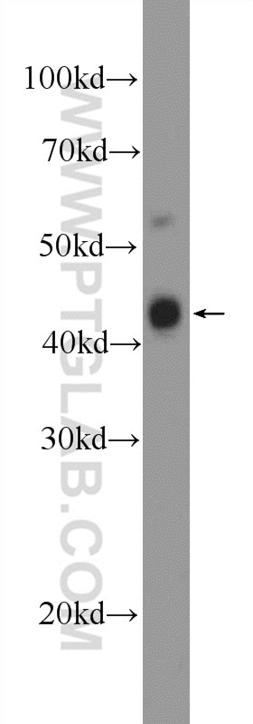 Western Blot (WB) analysis of mouse thymus tissue using TCF7 Polyclonal antibody (14464-1-AP)