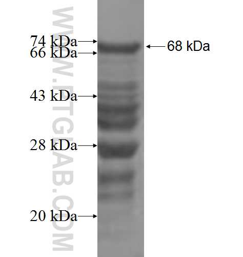 TCF7 fusion protein Ag5792 SDS-PAGE