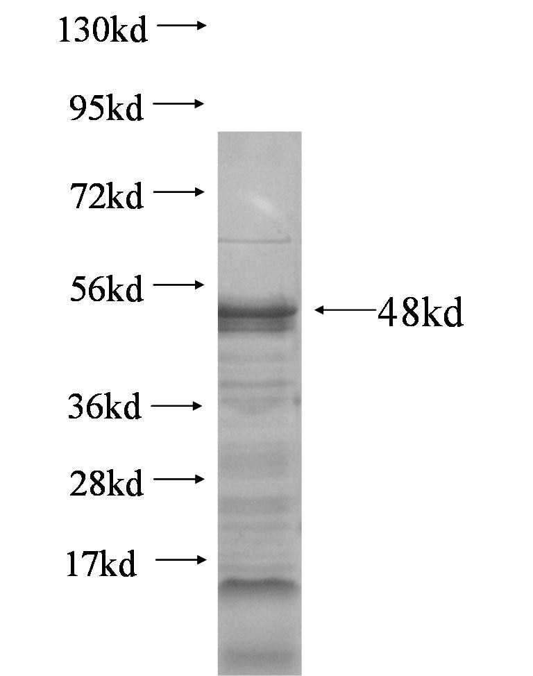 TCF7 fusion protein Ag5989 SDS-PAGE