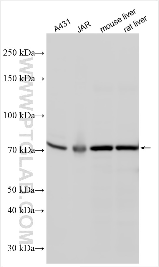 Western Blot (WB) analysis of various lysates using TCF7L1 Polyclonal antibody (14519-1-AP)