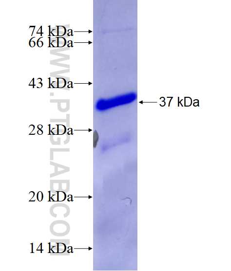 TCF7L1 fusion protein Ag28954 SDS-PAGE