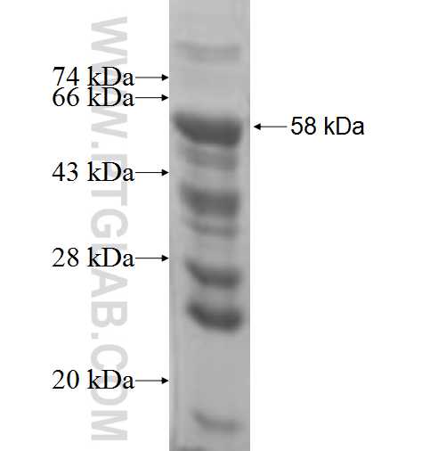 TCF7L1 fusion protein Ag5983 SDS-PAGE