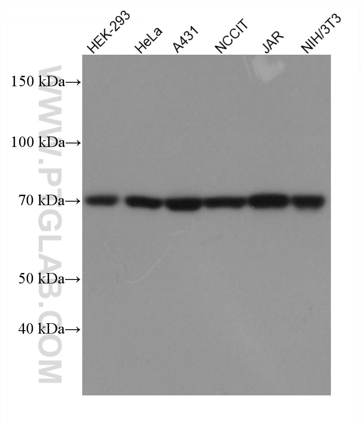 Western Blot (WB) analysis of various lysates using TCF7L1/TCF7L2 Monoclonal antibody (67652-1-Ig)