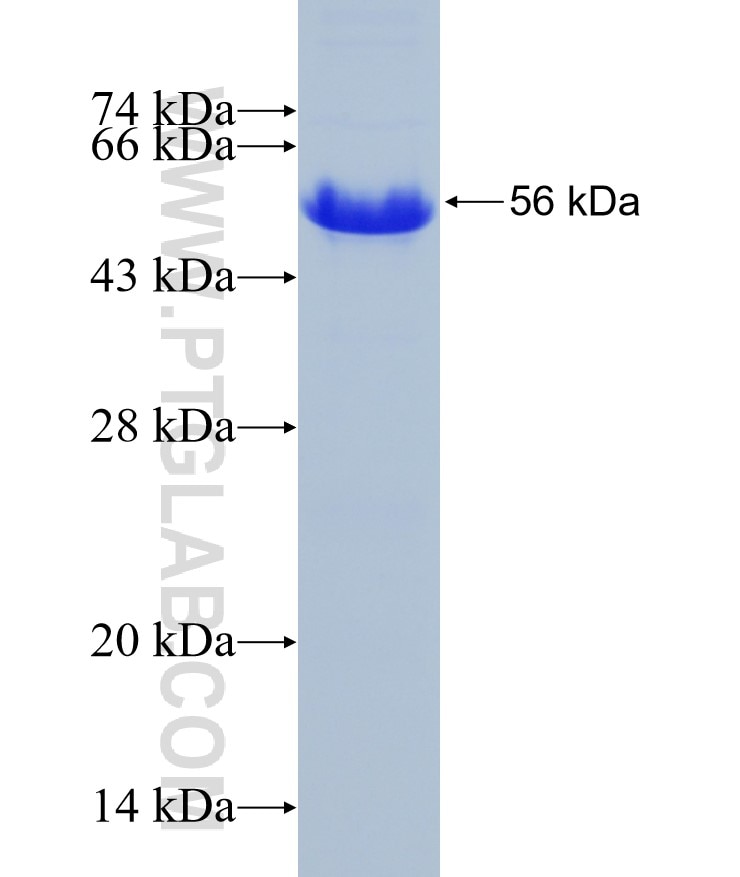 TCF7L2 fusion protein Ag4729 SDS-PAGE
