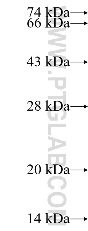 TCF7L2 fusion protein Ag4786 SDS-PAGE