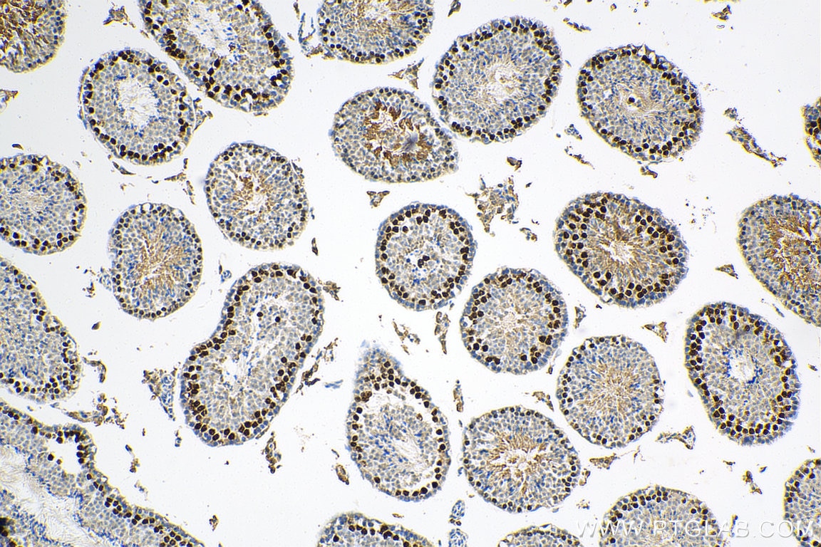 Immunohistochemistry (IHC) staining of mouse testis tissue using TCFL5 Polyclonal antibody (29404-1-AP)