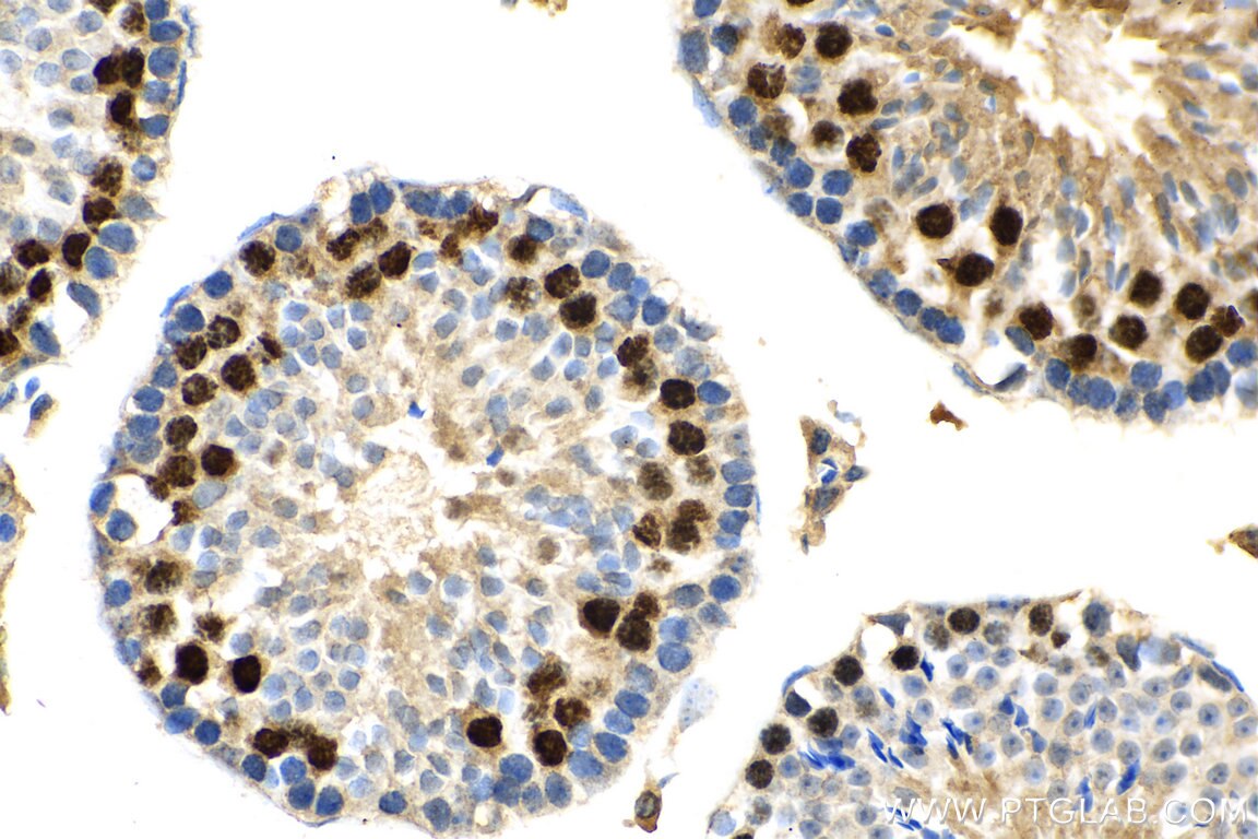 Immunohistochemistry (IHC) staining of mouse testis tissue using TCFL5 Polyclonal antibody (29404-1-AP)