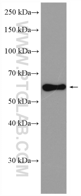 Western Blot (WB) analysis of mouse testis tissue using TCFL5 Polyclonal antibody (29404-1-AP)