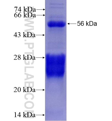 TCFL5 fusion protein Ag13479 SDS-PAGE