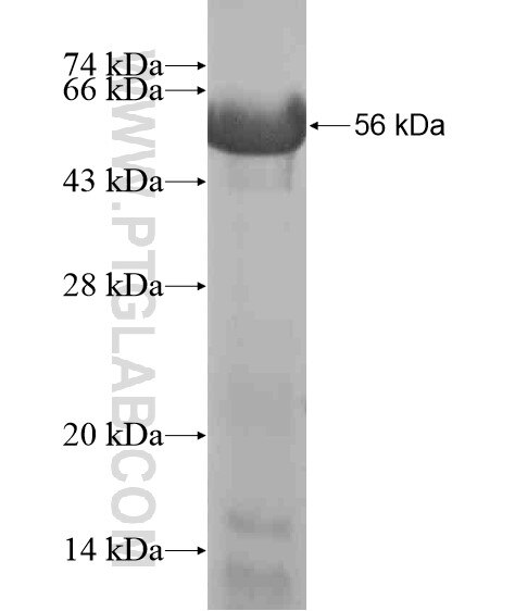 TCHHL1 fusion protein Ag20137 SDS-PAGE