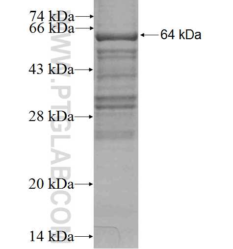 TCIRG1 fusion protein Ag3378 SDS-PAGE