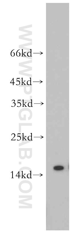 Western Blot (WB) analysis of Raji cells using TCL1A Polyclonal antibody (10475-1-AP)