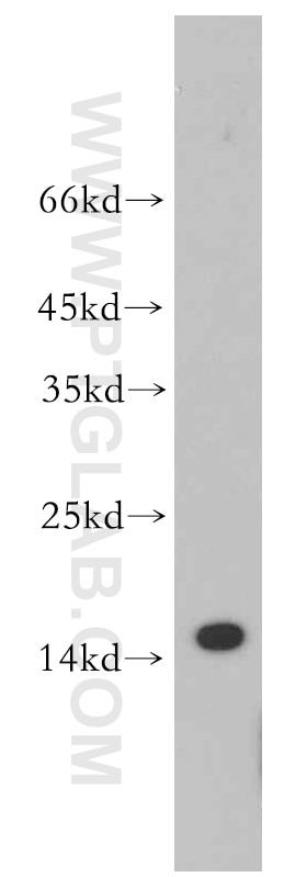 Western Blot (WB) analysis of Raji cells using TCL1A Polyclonal antibody (10475-1-AP)