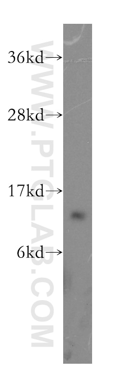 Western Blot (WB) analysis of Raji cells using TCL1A Polyclonal antibody (10475-1-AP)
