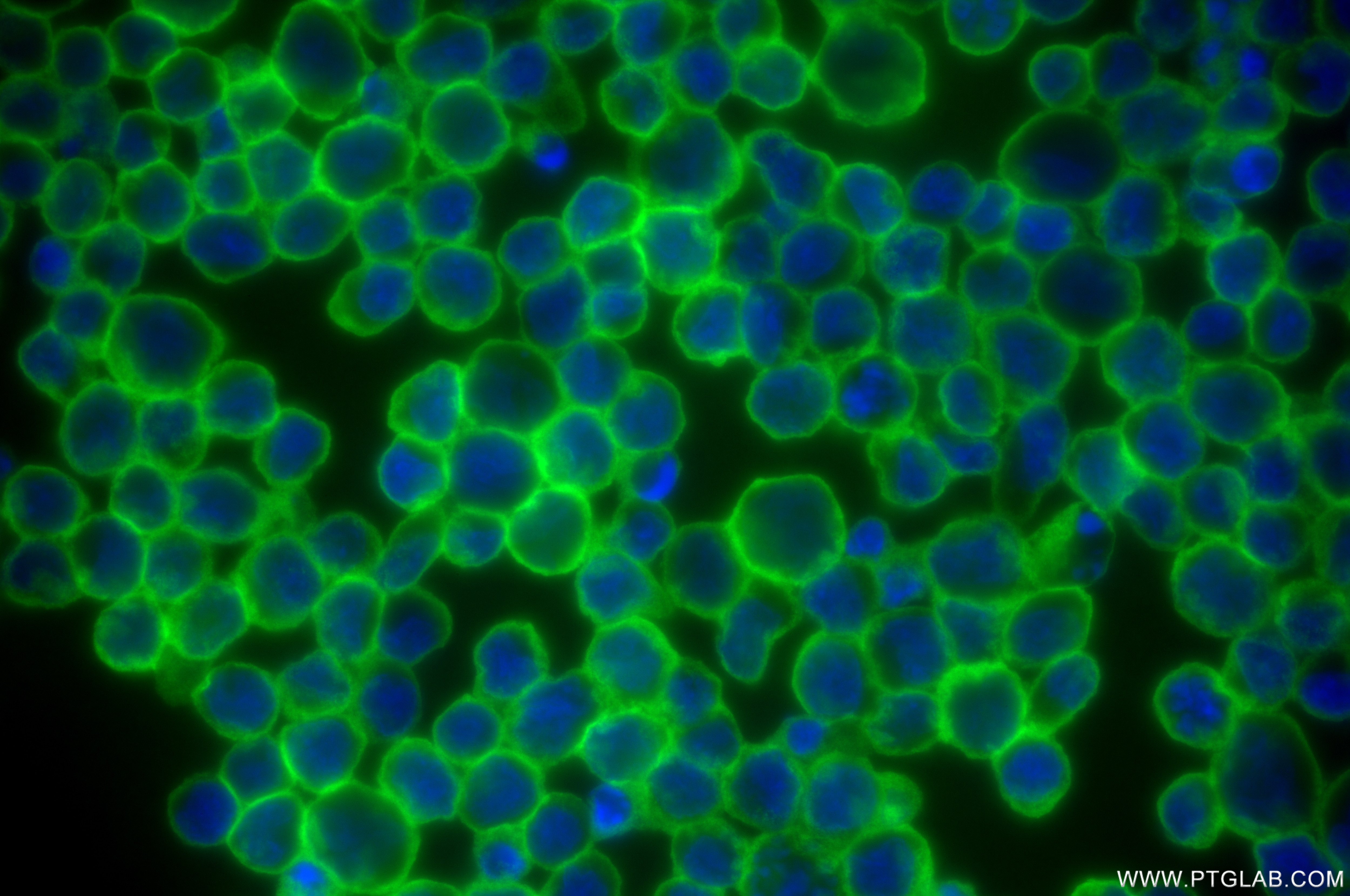 Immunofluorescence (IF) / fluorescent staining of Ramos cells using TCL1A Recombinant antibody (85129-5-RR)
