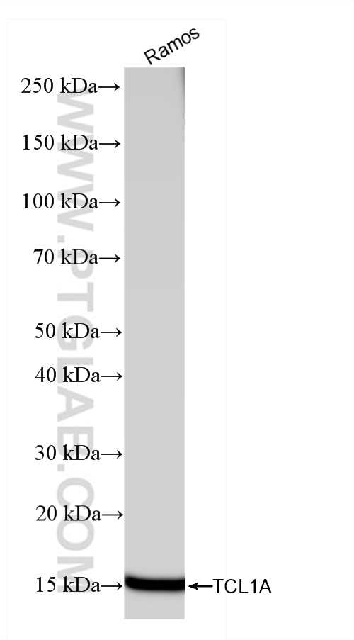 Western Blot (WB) analysis of Ramos cells using TCL1A Recombinant antibody (85129-5-RR)