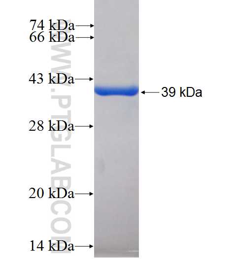 TCL1A fusion protein Ag0786 SDS-PAGE
