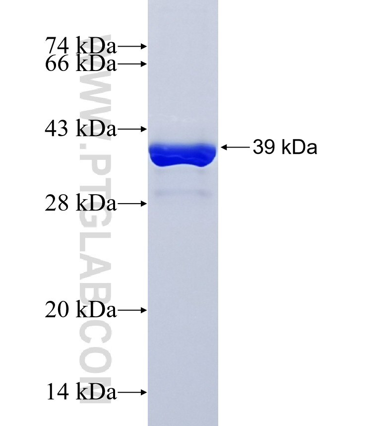 TCL1A fusion protein Ag0786 SDS-PAGE