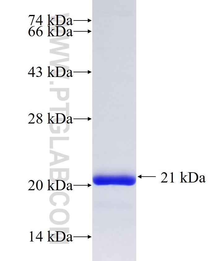 TCL1B fusion protein Ag10367 SDS-PAGE