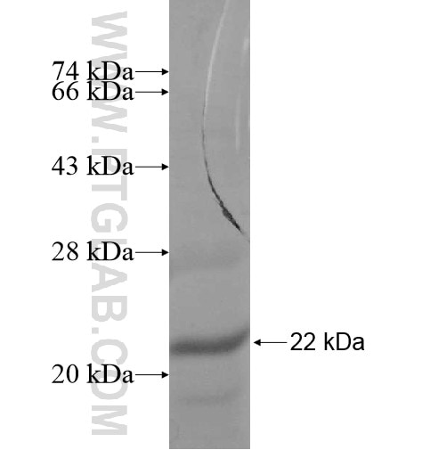 TCL6 fusion protein Ag10070 SDS-PAGE