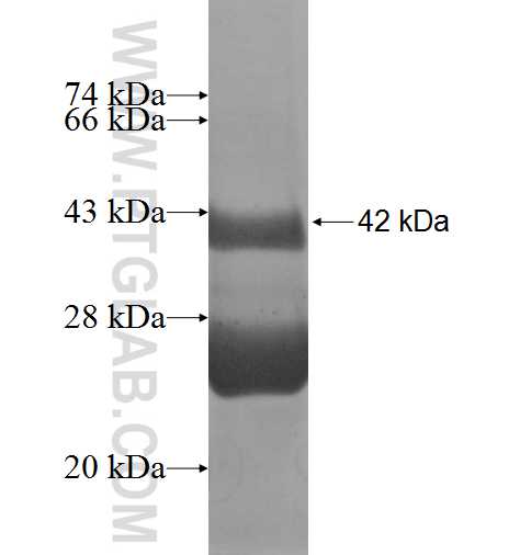 TCL6 fusion protein Ag9848 SDS-PAGE