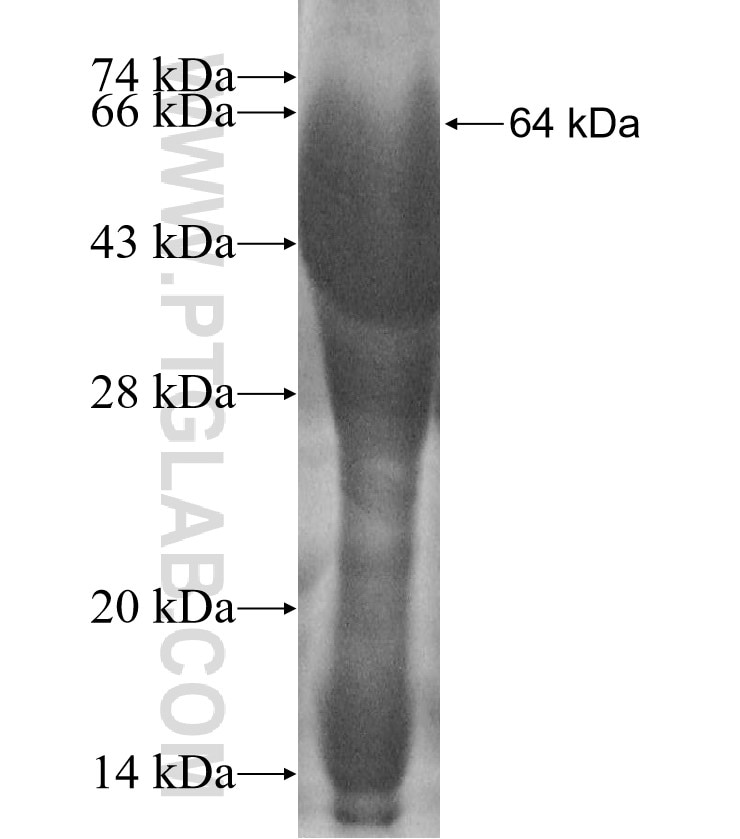 TCN1 fusion protein Ag9072 SDS-PAGE