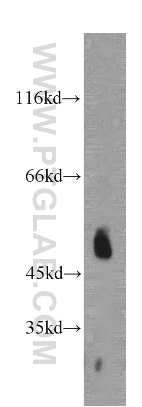 Western Blot (WB) analysis of mouse small intestine tissue using TCN2 Polyclonal antibody (12157-1-AP)