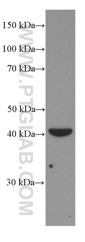 Western Blot (WB) analysis of A549 cells using TCN2 Monoclonal antibody (66377-1-Ig)