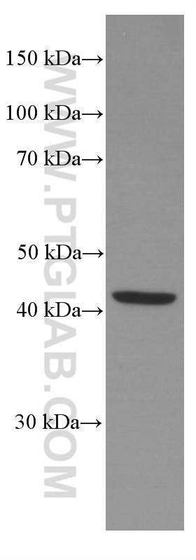 Western Blot (WB) analysis of HUVEC cells using TCN2 Monoclonal antibody (66377-1-Ig)