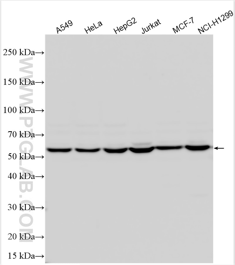 Western Blot (WB) analysis of various lysates using TCP1 Polyclonal antibody (10320-1-AP)