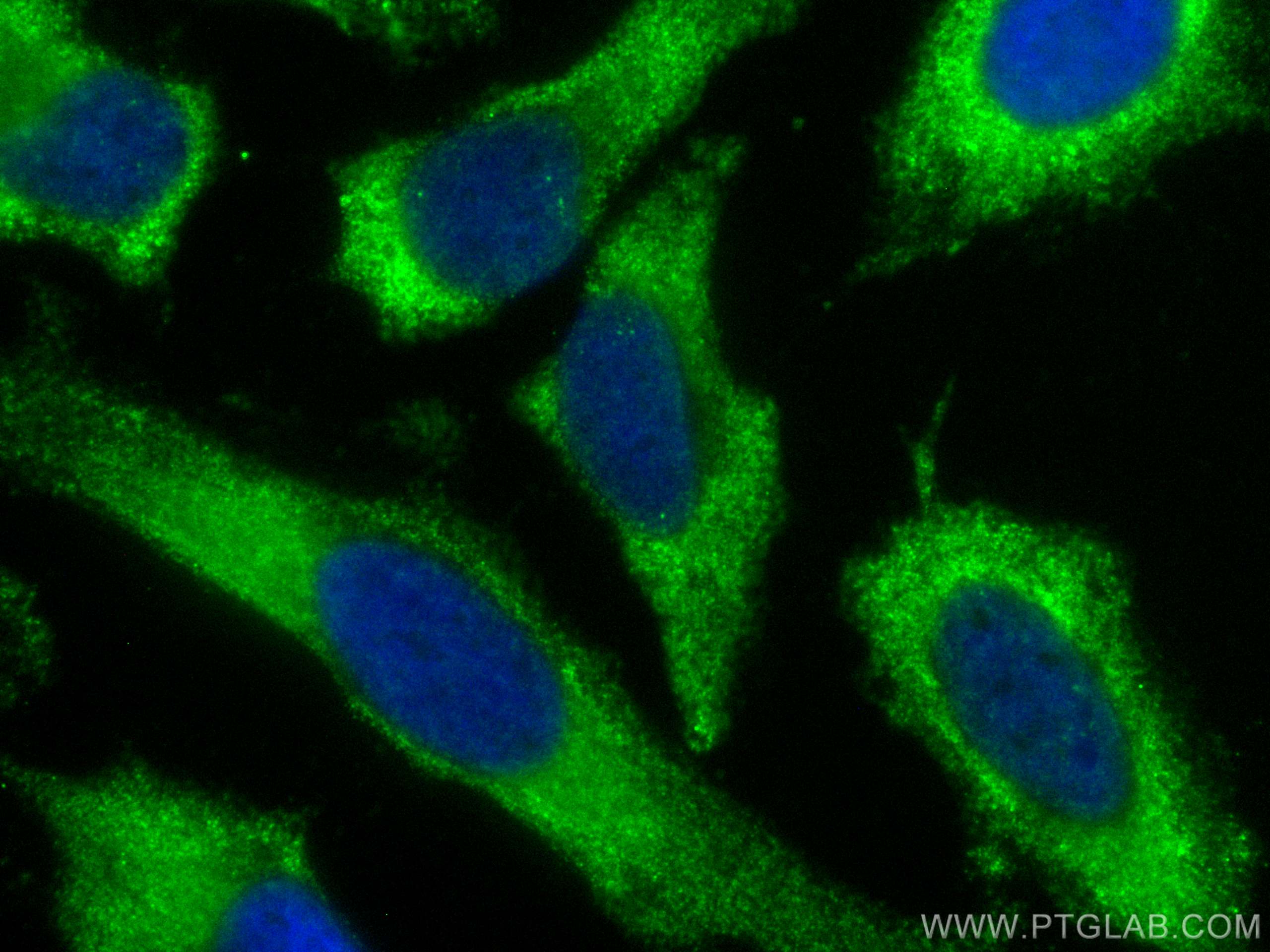 Immunofluorescence (IF) / fluorescent staining of HeLa cells using CoraLite® Plus 488-conjugated TCP1 Monoclonal anti (CL488-68183)